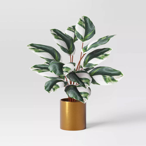 Plants